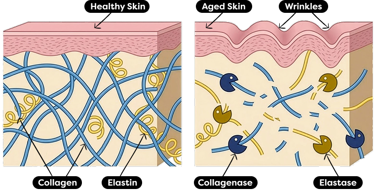 Healthy skin vs aged skin — collagen and elastin breakdown by collagenase and elastase enzymes
